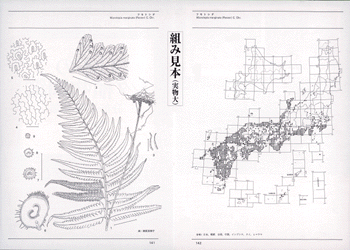 新装版 日本のシダ植物図鑑 全８巻（企画＝日本シダの会 編集＝倉田 悟