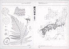 新装版 日本のシダ植物図鑑 全８巻