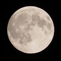 月見うどん