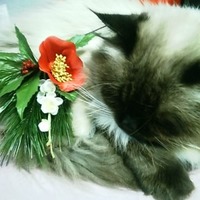 とおる
