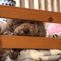 あおい