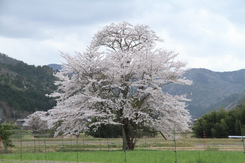らってまきあーと