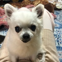 きょん