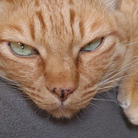 Nekobus