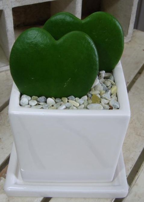 チャメコペンコペン