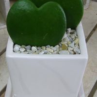 チャメコペンコペン