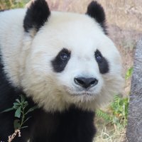 抹茶あんみつ