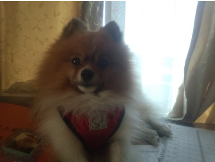 西村アリス13歳