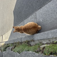 丸茄子