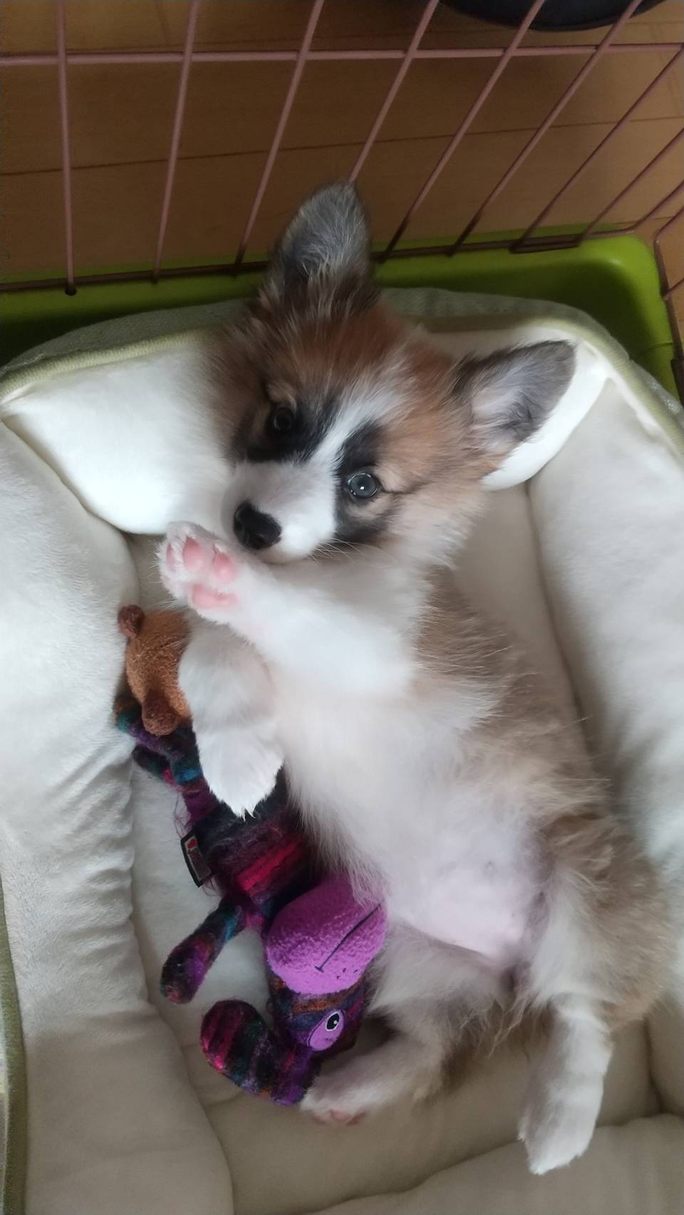 ziz
