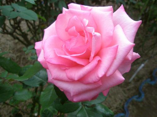 オーブントースター