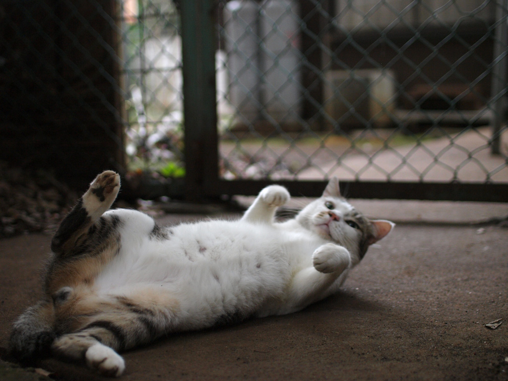 ちゃちゃ丸ママ