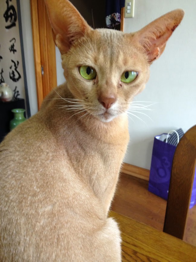 となりのクツル