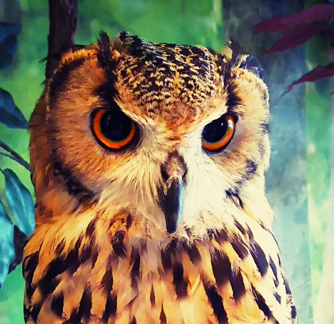 インカローズ四郎