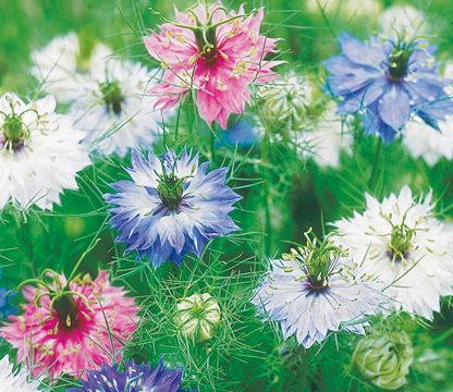 チェルヌシュカ