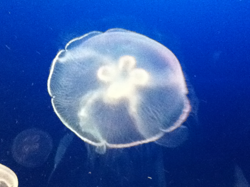 ダイヤモンドマミイ